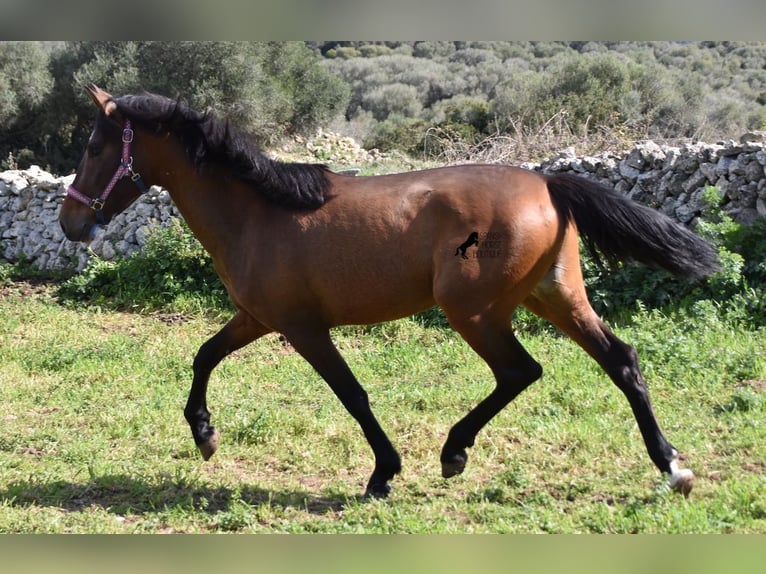 PRE Hengst 3 Jaar 158 cm Bruin in Menorca