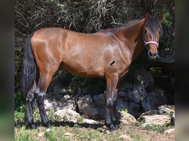 PRE Hengst 3 Jaar 158 cm Bruin in Menorca