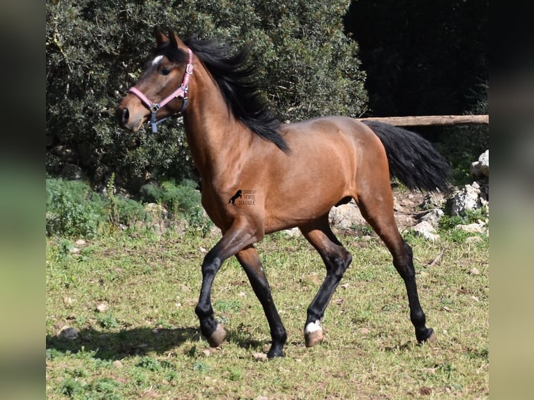 PRE Hengst 3 Jaar 158 cm Bruin in Menorca