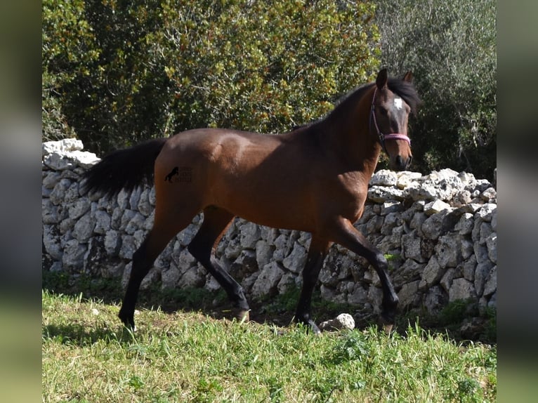 PRE Hengst 3 Jaar 158 cm Bruin in Menorca