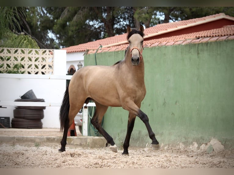 PRE Hengst 3 Jaar 158 cm Buckskin in Valencia