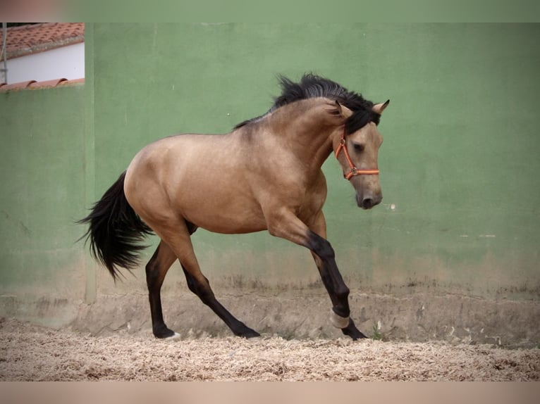 PRE Hengst 3 Jaar 158 cm Buckskin in Valencia