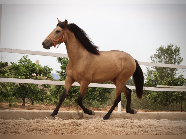 PRE Hengst 3 Jaar 158 cm Buckskin in Valencia
