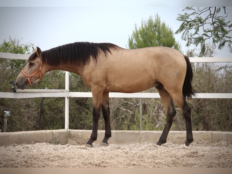 PRE Hengst 3 Jaar 158 cm Buckskin in Valencia