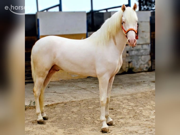 PRE Hengst 3 Jaar 158 cm Cremello in Sevilla