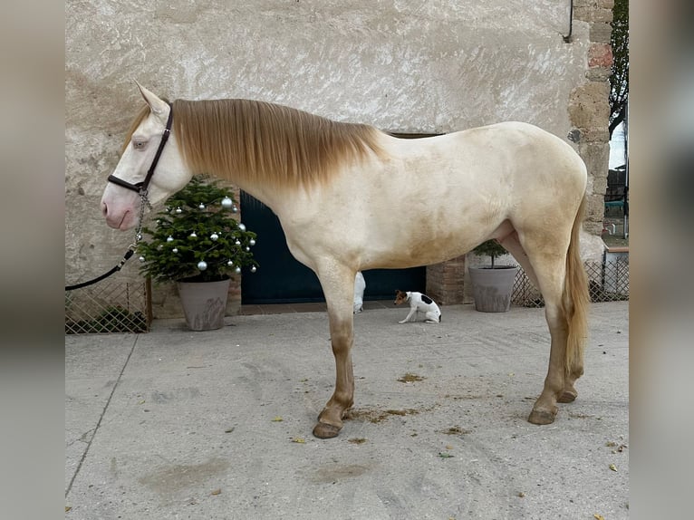 PRE Mix Hengst 3 Jaar 158 cm Perlino in Hamburg