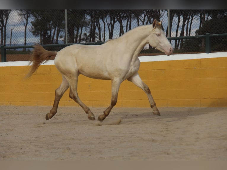 PRE Mix Hengst 3 Jaar 158 cm Perlino in Hamburg