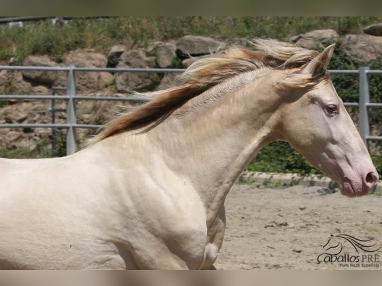 PRE Hengst 3 Jaar 158 cm Perlino in Barcelona