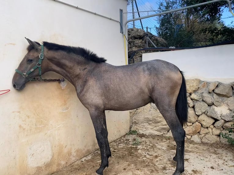 PRE Hengst 3 Jaar 158 cm Schimmel in Palma de Mallorca