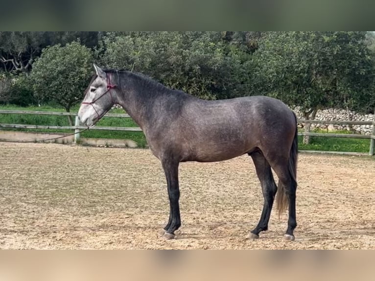 PRE Hengst 3 Jaar 158 cm Schimmel in Alaior