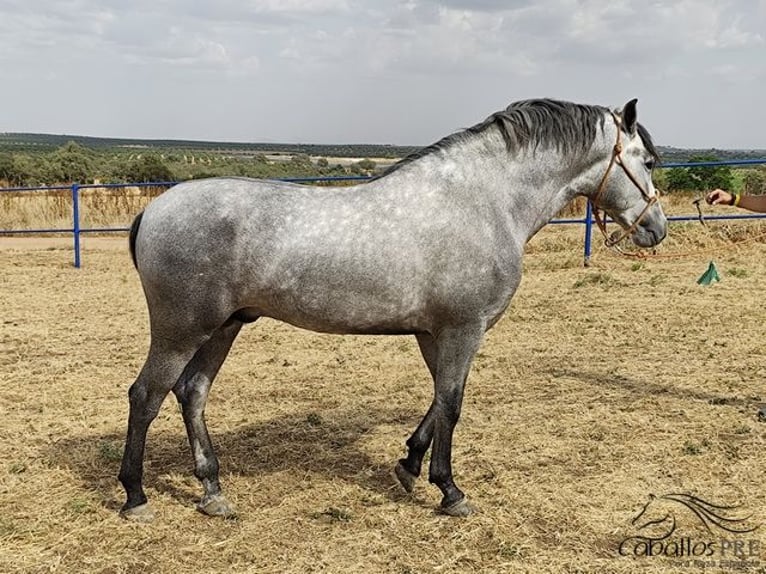 PRE Mix Hengst 3 Jaar 158 cm Schimmel in Badajoz