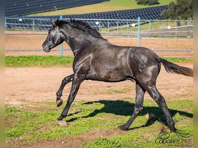 PRE Mix Hengst 3 Jaar 158 cm Schimmel in Badajoz