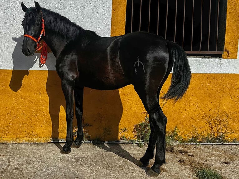 PRE Mix Hengst 3 Jaar 158 cm Zwart in Cacéres