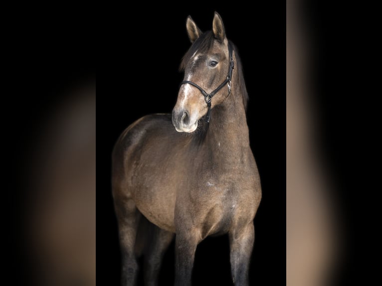 PRE Mix Hengst 3 Jaar 159 cm Brown Falb schimmel in Gefrees