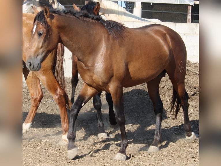 PRE Hengst 3 Jaar 159 cm Bruin in Alicante