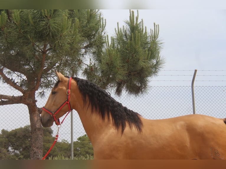 PRE Mix Hengst 3 Jaar 159 cm Falbe in Hamburg