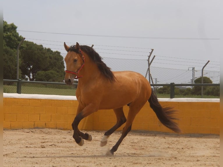 PRE Mix Hengst 3 Jaar 159 cm Falbe in Hamburg