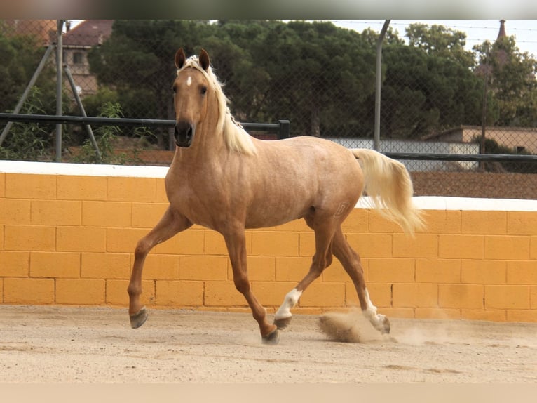 PRE Mix Hengst 3 Jaar 159 cm Palomino in Hamburg