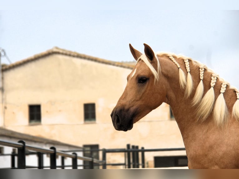 PRE Mix Hengst 3 Jaar 159 cm Palomino in Hamburg