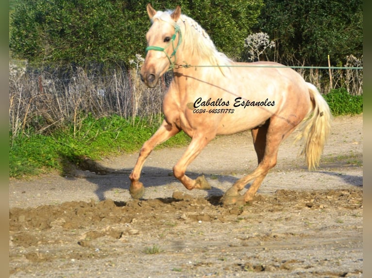 PRE Mix Hengst 3 Jaar 159 cm Palomino in Vejer de la Frontera