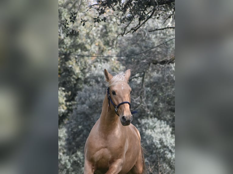 PRE Hengst 3 Jaar 159 cm Palomino in El Real De La Jara