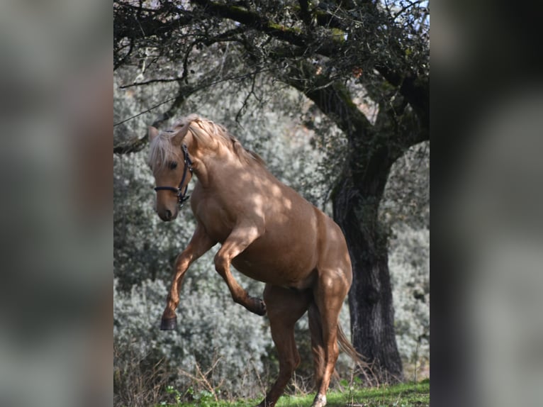 PRE Hengst 3 Jaar 159 cm Palomino in El Real De La Jara