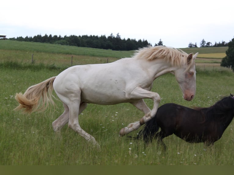 PRE Mix Hengst 3 Jaar 159 cm Perlino in Kirn