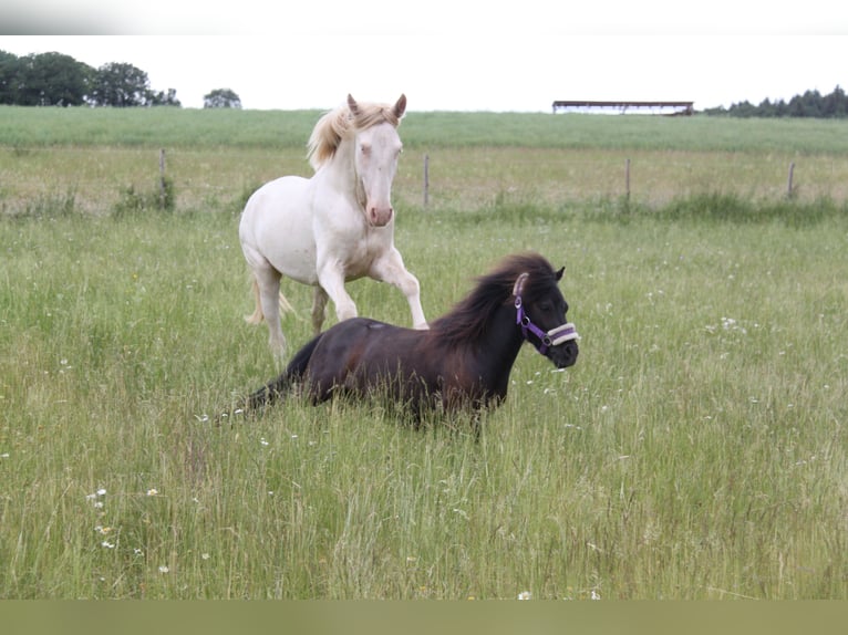 PRE Mix Hengst 3 Jaar 159 cm Perlino in Kirn
