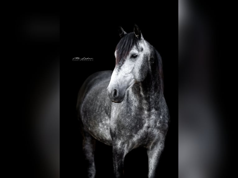 PRE Mix Hengst 3 Jaar 159 cm Schimmel in Kerben