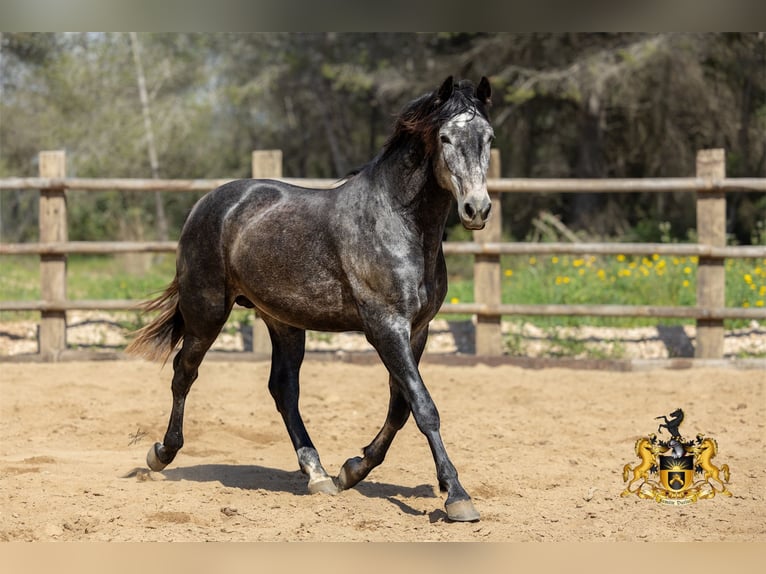 PRE Mix Hengst 3 Jaar 159 cm Schimmel in Kerben