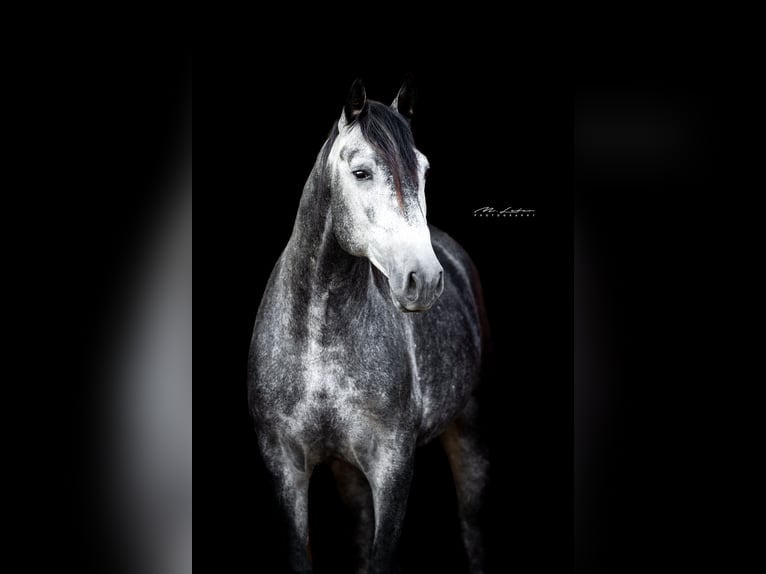 PRE Mix Hengst 3 Jaar 159 cm Schimmel in Kerben