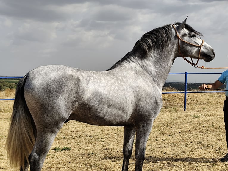 PRE Hengst 3 Jaar 159 cm Schimmel in Badajoz