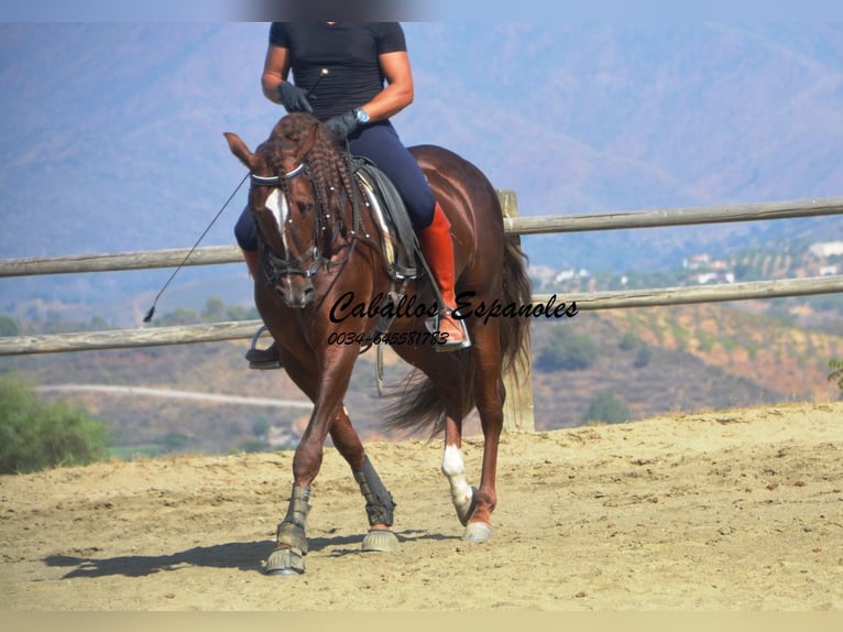 PRE Hengst 3 Jaar 159 cm Vos in Vejer de la Frontera