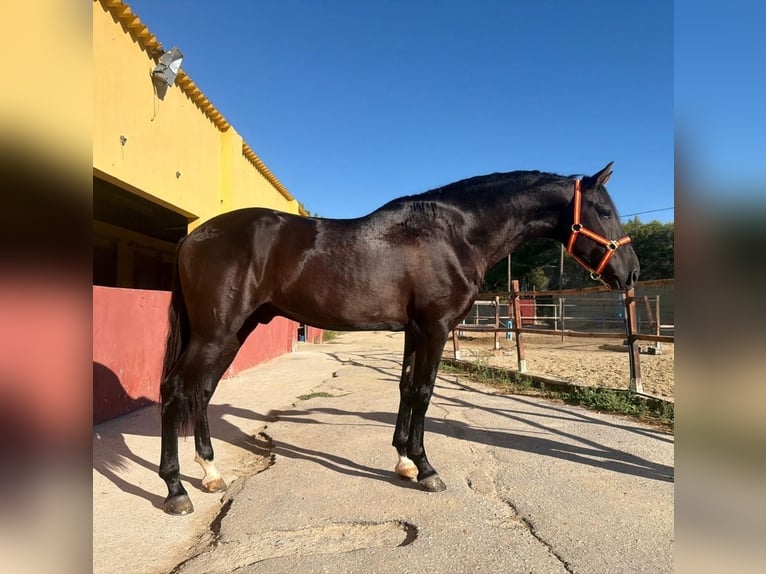 PRE Hengst 3 Jaar 159 cm Zwart in Terrassa