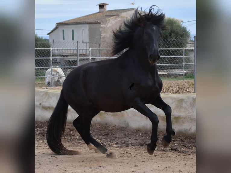 PRE Hengst 3 Jaar 159 cm Zwart in Mallorca