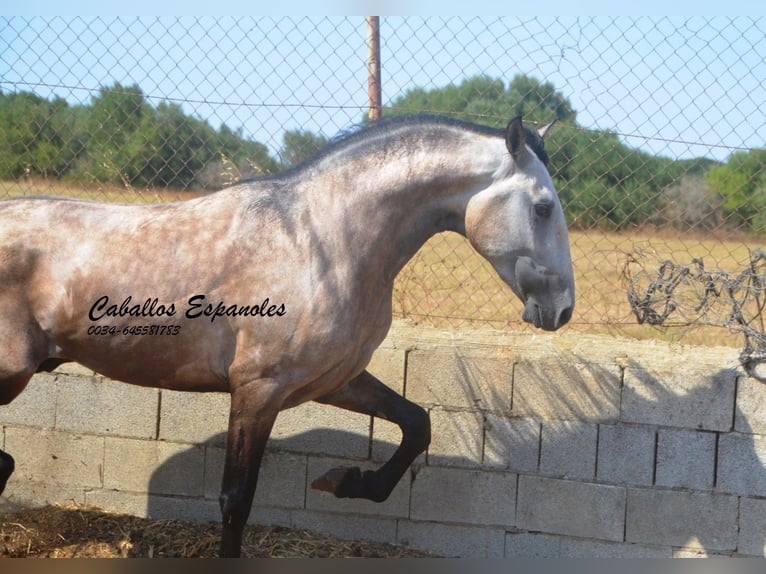 PRE Mix Hengst 3 Jaar 160 cm Brown Falb schimmel in Vejer de la Frontera