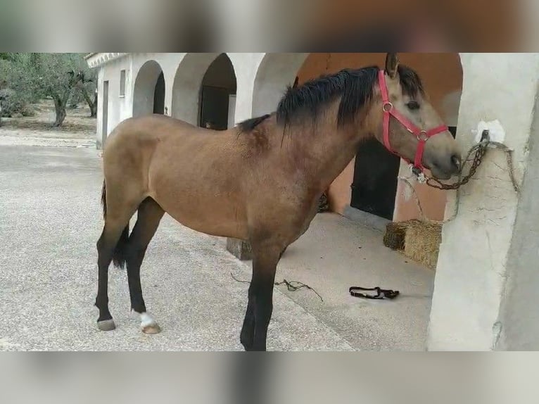 PRE Hengst 3 Jaar 160 cm Bruin in LAlcúdia