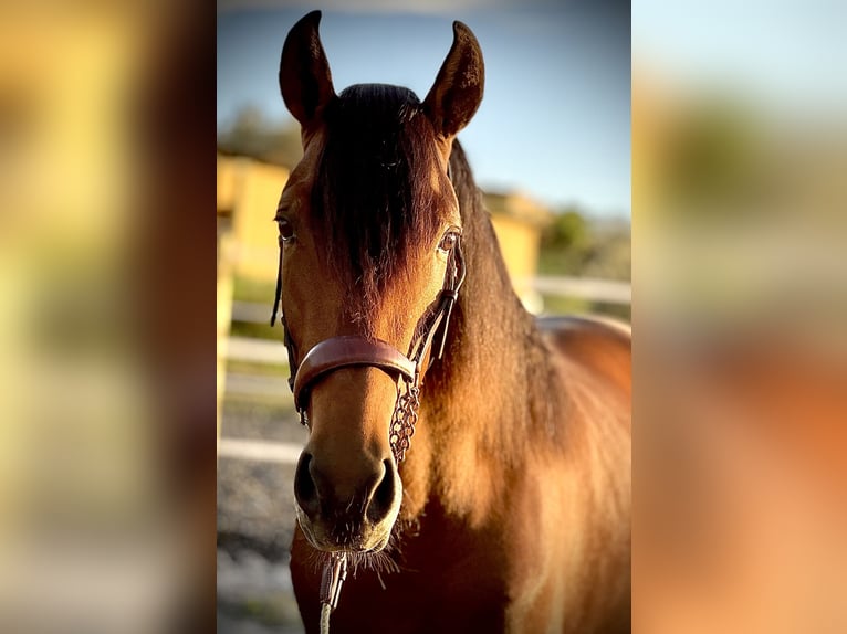 PRE Hengst 3 Jaar 160 cm Bruin in Malaga