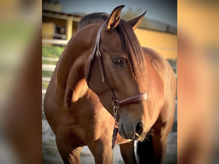 PRE Hengst 3 Jaar 160 cm Bruin in Malaga