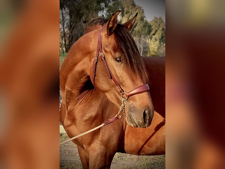 PRE Hengst 3 Jaar 160 cm Bruin in Malaga