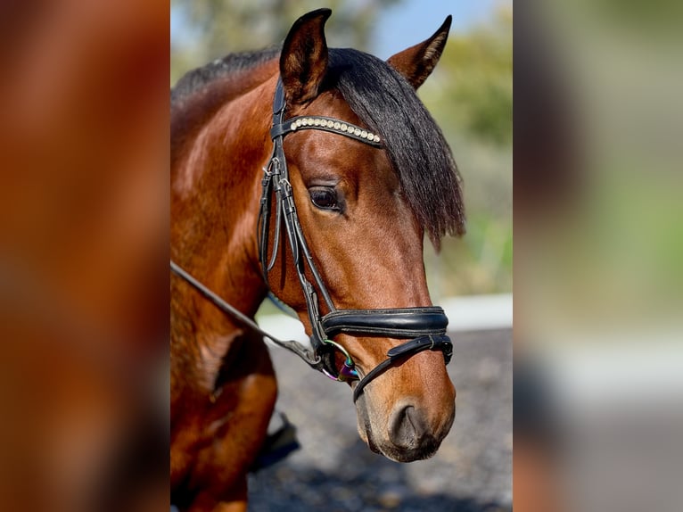 PRE Hengst 3 Jaar 160 cm Bruin in Malaga