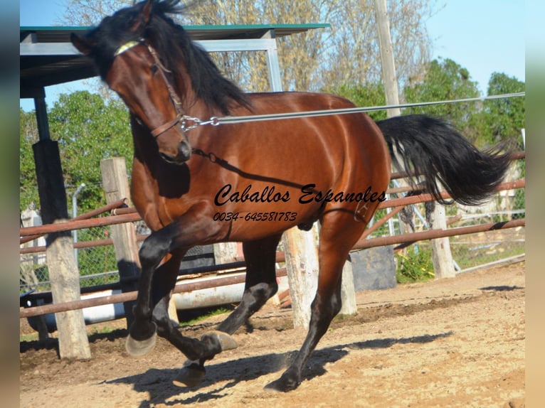 PRE Hengst 3 Jaar 160 cm Bruin in Vejer de la Frontera