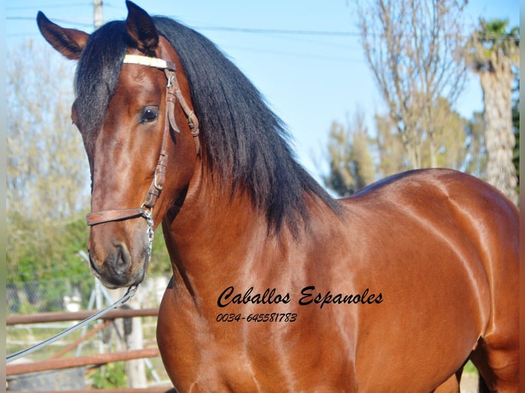 PRE Hengst 3 Jaar 160 cm Bruin in Vejer de la Frontera