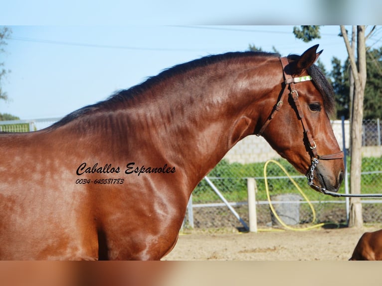 PRE Hengst 3 Jaar 160 cm Bruin in Vejer de la Frontera