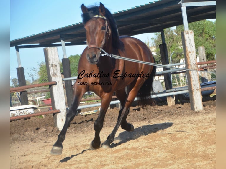 PRE Hengst 3 Jaar 160 cm Bruin in Vejer de la Frontera