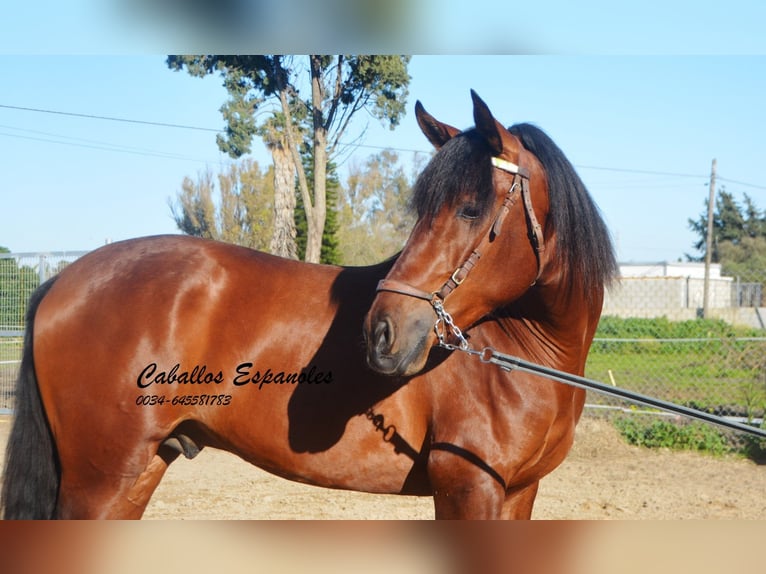 PRE Hengst 3 Jaar 160 cm Bruin in Vejer de la Frontera