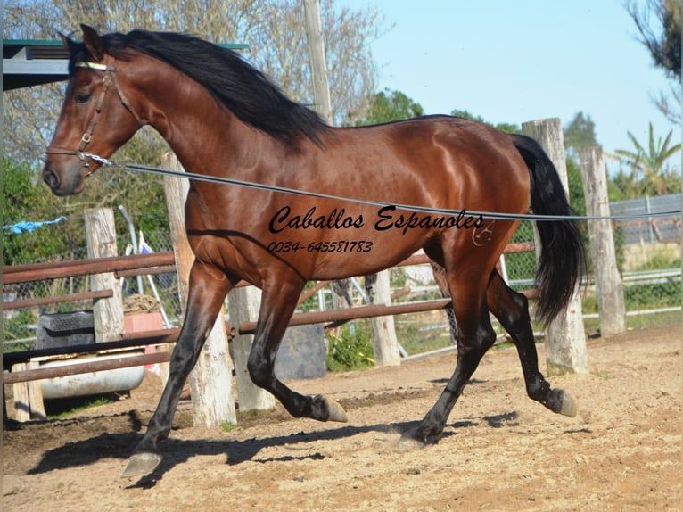 PRE Hengst 3 Jaar 160 cm Bruin in Vejer de la Frontera