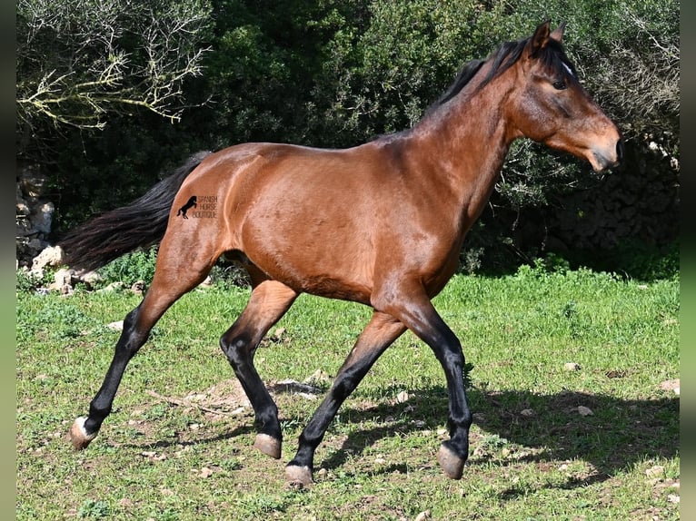 PRE Mix Hengst 3 Jaar 160 cm Bruin in Menorca