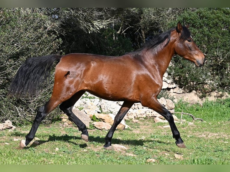 PRE Mix Hengst 3 Jaar 160 cm Bruin in Menorca