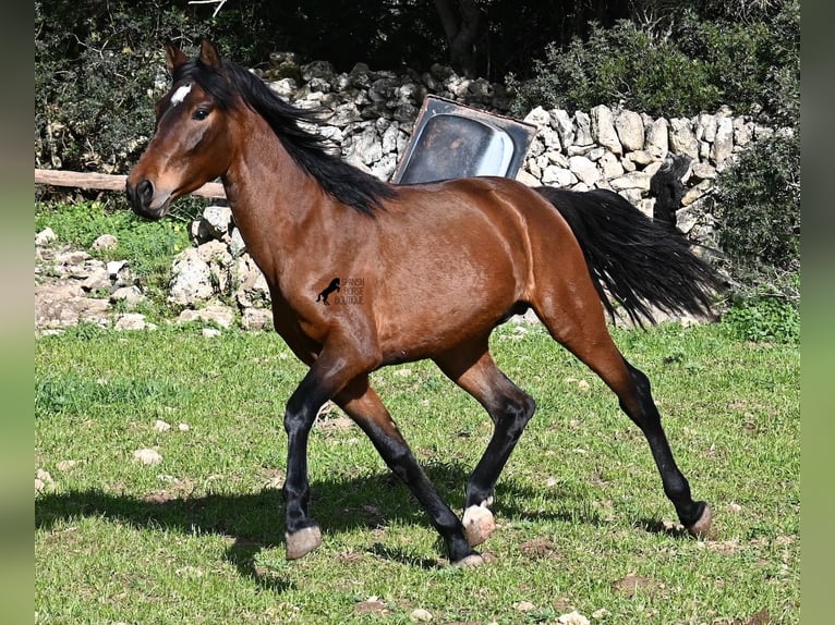 PRE Mix Hengst 3 Jaar 160 cm Bruin in Menorca